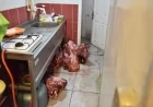 Antalya'da Gıda Güvenliğini Sarsan Olay: Hamam Böcekli Yumurta İhbarı, Son Kullanma Tarihi Geçmiş Et Skandalını Ortaya Çıkardı