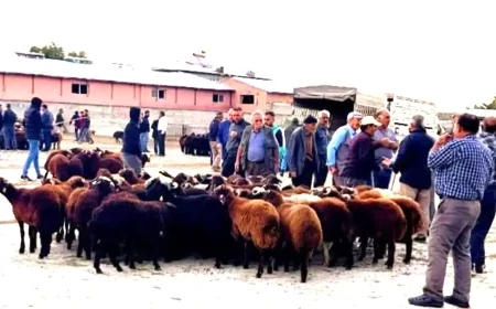 Hayvan Pazarı Şap Hastalığı Nedeniyle Yeniden Kapatıldı