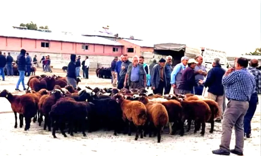Hayvan Pazarı Şap Hastalığı Nedeniyle Yeniden Kapatıldı